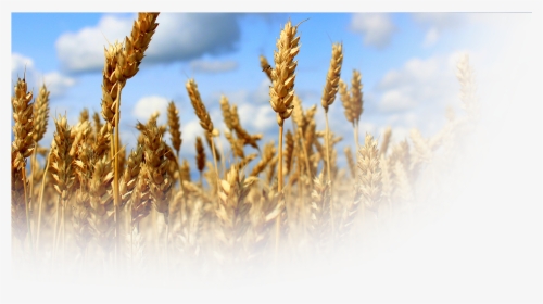 Products - Durum, HD Png Download, Transparent PNG