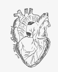 Image Of Heart Sticker - Line Art, HD Png Download, Transparent PNG