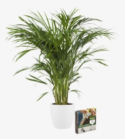 Indoor Plant Golden Cane - Large Pot Plants, HD Png Download, Transparent PNG
