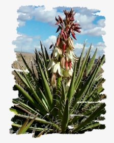 Yucca Blossom, HD Png Download, Transparent PNG