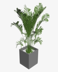 Green Indoor Plants Png - 3d Plant Png, Transparent Png, Transparent PNG