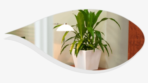 Best Indoor Plants For Office - Houseplant, HD Png Download, Transparent PNG