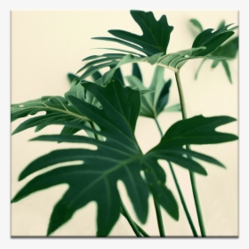 Indoor Plant - Permanent Decision Based On Temporary Feelings, HD Png Download, Transparent PNG