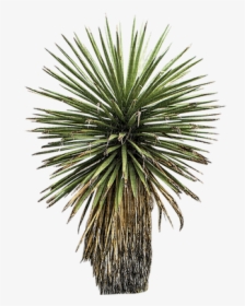 #planta #plant #plants #nature #naturaleza #biodiversidad - Yucca With Transparent Background, HD Png Download, Transparent PNG