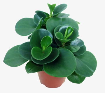 Indoor Plant Peperomia Green - Peperomia Green, HD Png Download, Transparent PNG