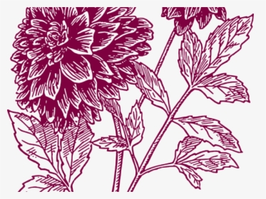 Transparent Yucca Png - Black Dahlia Flower Drawing, Png Download, Transparent PNG