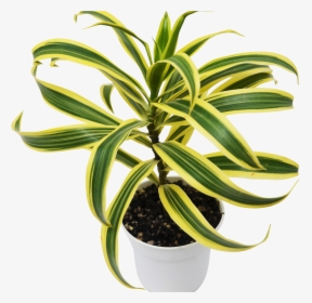 Song Of India Plant, HD Png Download, Transparent PNG