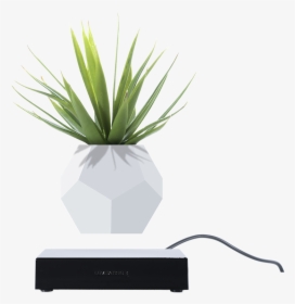 Agave, HD Png Download, Transparent PNG
