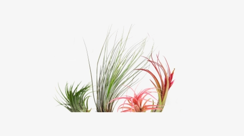 Grass, HD Png Download, Transparent PNG
