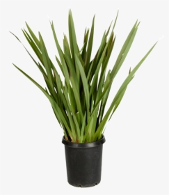 Sweet Grass, HD Png Download, Transparent PNG