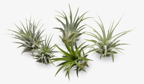 Agave, HD Png Download, Transparent PNG