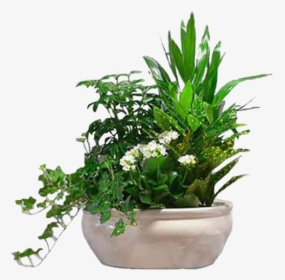 Plant Side View Png, Transparent Png, Transparent PNG