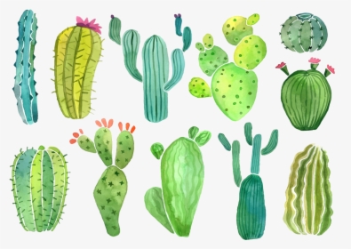 Cactus Clip Art Clipart Photo Transparent Png - Cacti And Succulents Clipart, Png Download, Transparent PNG