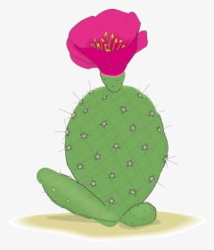 Cactaceae Clip Art - Cactus, HD Png Download, Transparent PNG