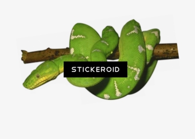 Nopal - Green Snake Transparent Background, HD Png Download, Transparent PNG