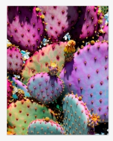 Rainbow Cactus, HD Png Download, Transparent PNG