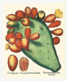Picture Of Prickly Pear Besler Hortus Eystettensis - Basilius Besler The Book Of Plants, HD Png Download, Transparent PNG