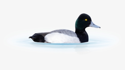 A Scaup Duck Isolated From Background Sitting On Water - Greater Scaup, HD Png Download, Transparent PNG