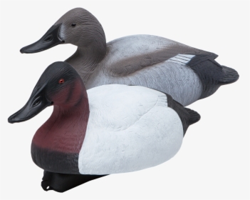 Floating Canvasbacks Six Pack Of Duck Hunting Decoys, HD Png Download, Transparent PNG