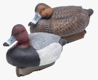 Floating Redheads Duck Hunting Decoys From Final Approach - Redhead, HD Png Download, Transparent PNG