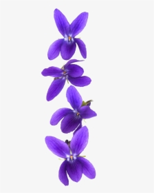 Customer Violet Stock Photography - Violet Flower Background Png, Transparent Png, Transparent PNG