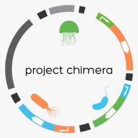 Chimeraplasmid - Circle, HD Png Download, Transparent PNG