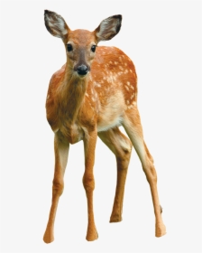 Clip Art Say Cheese September Cooperative - White-tailed Deer, HD Png Download, Transparent PNG