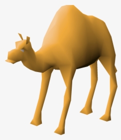 Arabian Camel, HD Png Download, Transparent PNG