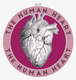 They Are Part Of Our Circulatory System And They Are - Human Heart, HD Png Download, Transparent PNG