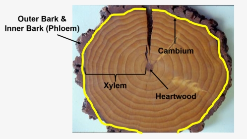 Xylem And Phloem In Tree Rings, HD Png Download, Transparent PNG