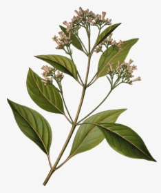 Quinine Cinchona Pubescens Bark Tonic Water Medicinal - Cinchona Officinalis, HD Png Download, Transparent PNG