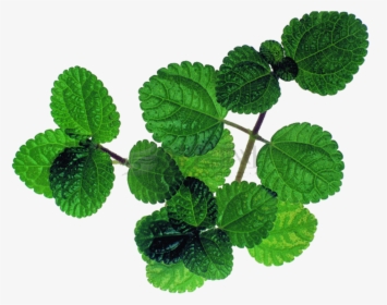 Mentha Spicata Peppermint Leaf - Mint, HD Png Download, Transparent PNG