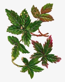 Collection Of Leaf - Vintage Leaves Png, Transparent Png, Transparent PNG