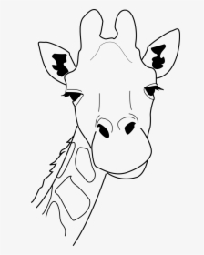 Best Photos Of Giraffe Face Outline Giraffe Head Pattern - Giraffe Head Drawing Easy, HD Png Download, Transparent PNG