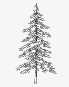 Tree 5363d View   Class Mw 100 Mh 100 Pol Align Vertical - Elevation View, HD Png Download, Transparent PNG