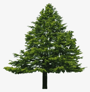 Hd Pine Tree Vector Clip Art Photos - Transparent Background Pine Tree Png, Png Download, Transparent PNG