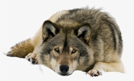 Wolf Png Clipart - Gray Wolf Keystone Species, Transparent Png, Transparent PNG