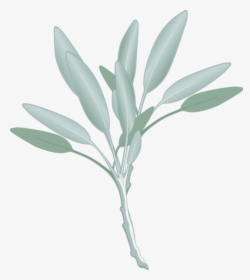 Transparent Sage Png - Sage Leaf Clip Art, Png Download, Transparent PNG