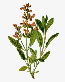 Sage - Salvia Officinalis Botanical, HD Png Download, Transparent PNG