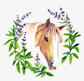 Transparent Horse Hoof Png - Sage, Png Download, Transparent PNG