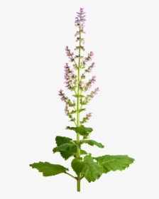 Salvia Sclarea Png, Transparent Png, Transparent PNG