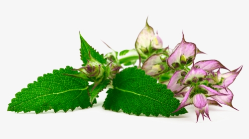 Corchorus, HD Png Download, Transparent PNG