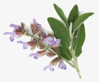 Sage Png, Transparent Png, Transparent PNG