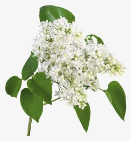 De Nuria D • Publicado En Flores Png - White Lilac Flower Png, Transparent Png, Transparent PNG