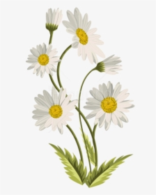 Daisy - Transparent Background Daisies Png, Png Download, Transparent PNG