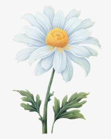 Common Daisy Flower Transvaal Daisy - Daisy Flower Watercolor Transparent Background, HD Png Download, Transparent PNG
