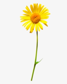 Oxeye Daisy Flower Clip Art - Oxeye Daisy, HD Png Download, Transparent PNG