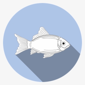 Fish, Allergy, Food, No Fishing, Symbol, Icon, Sign - Tuna Puns, HD Png Download, Transparent PNG