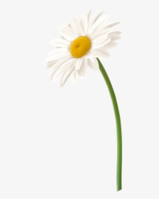 White Gerbera Flower Png Clip Art Imageu200b Gallery - Transparent Daisy Flower Png, Png Download, Transparent PNG