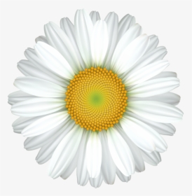 Daisy - Clip Art Daisy, HD Png Download, Transparent PNG